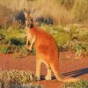 Cute Red kangaroo paint by numbers