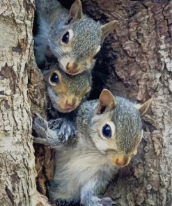Cute Squirrels paint by numbers