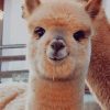 Cute Alpaca Animal paint by numbers