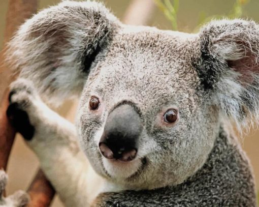 Cute Animal koala paint by numbers