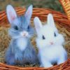 Cute Babies Rabbits paint by number