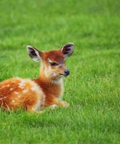 Cute Baby Antelope paint by number