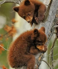 Cute Baby Bear Animals paint by numbers