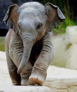 Cute Baby Elephant paint by numbers