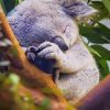 Cute Baby Koala Bear paint by numbers