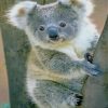 cute baby koala paint by numbers