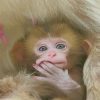 Cute Baby Snow Monkey paint by numbers