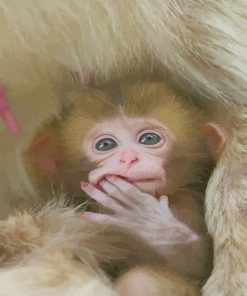 Cute Baby Snow Monkey paint by numbers