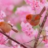 Cute Birds Cherry Blossom paint by number