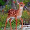 Cute Deer Paint By Numbers
