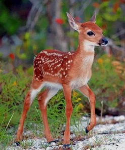 Cute Deer Paint By Numbers