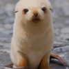 Cute Fur Seal paint by numbers