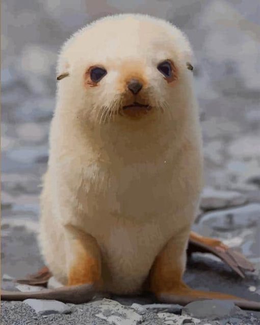 Cute Fur Seal paint by numbers