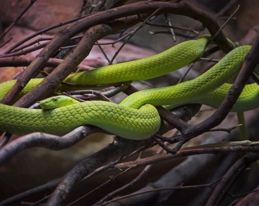 Cute Green Snake paint by number