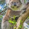 Cute Koala On Tree paint by numbers