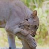 Cute Lion Cubs With Mom paint by numbers