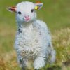 Cute Little Lamb paint by numbers