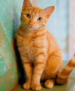 Cute Orange Cat paint by numbers