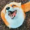 Cute Pet Fox paint by numbers