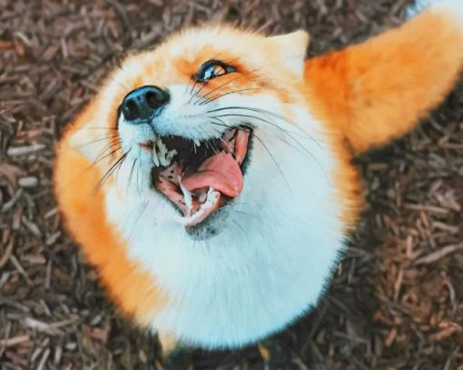 Cute Pet Fox paint by numbers