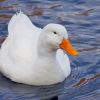 Cute Pet White Duck paint by numbers