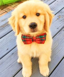 cute dog puppy wearing a tie painting by numbers