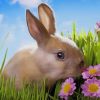 Rabbit Smelling Flowers paint by numbers