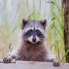 Cute Raccoon paint by numbers