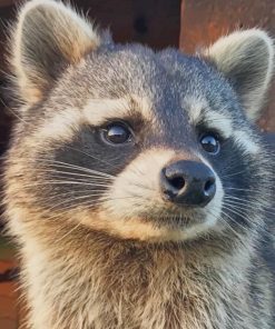 Cute Raccoon Paint By Numbers