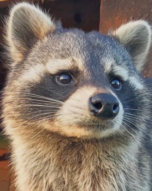 Cute Raccoon Paint By Numbers