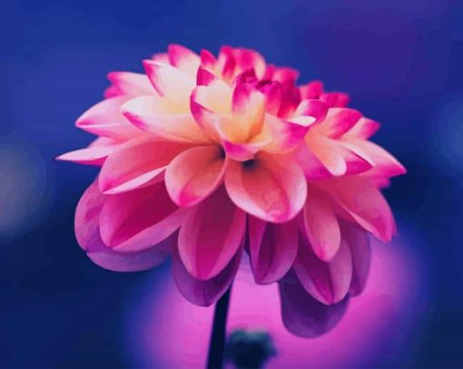 Dahlia Pink Flower paint by number