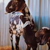 Dairy Goat Nubian Baby paint by numbers