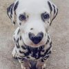 Dalmata With Heart Nose paint by numbers