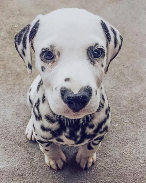 Dalmata With Heart Nose paint by numbers