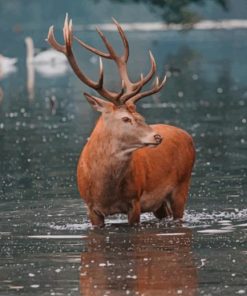 Deer In Water paint by numbers