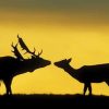 Deers Socializing At Sunset paint by numbers