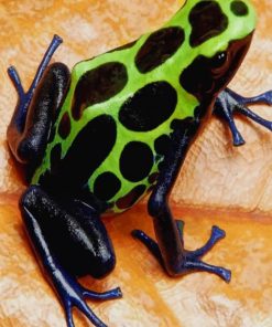 Dendrobates Tinctorius Sipaliwini Frog paint by numbers