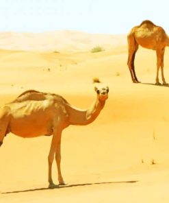 Desert camels golden sand moroco