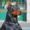 Doberman Dog paint by numbers