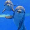 Dolphins Paying paint by numbers