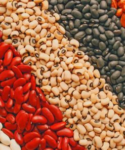 Dry Beans painting by numbers