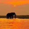 Elephant Silhouette In Sunset paint by numbers