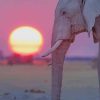 Elephant With Sunset paint by numbers