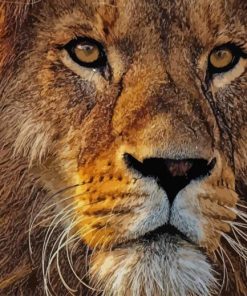 Face of Lion paint by numbers
