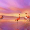 Flamingo Birds paint by number