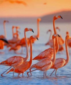 Flamingo Flock In Water paint by numbers