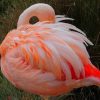 flamingo sleeping position painting by numbers