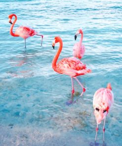 Flamingo At The Beach Paint By Numbers