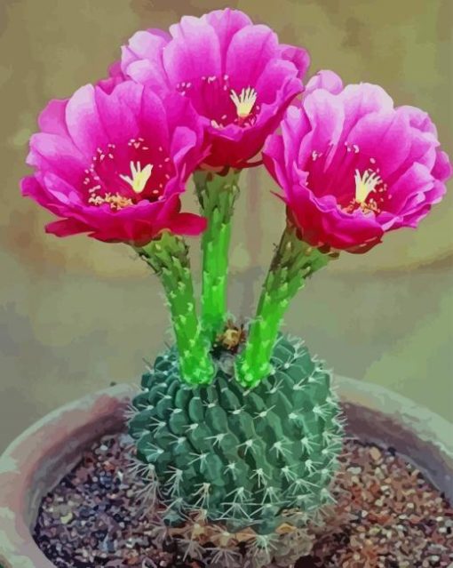 Floral Cactus paint by numbers