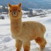 Fluffy Adorable Baby Alpaca paint by numbers